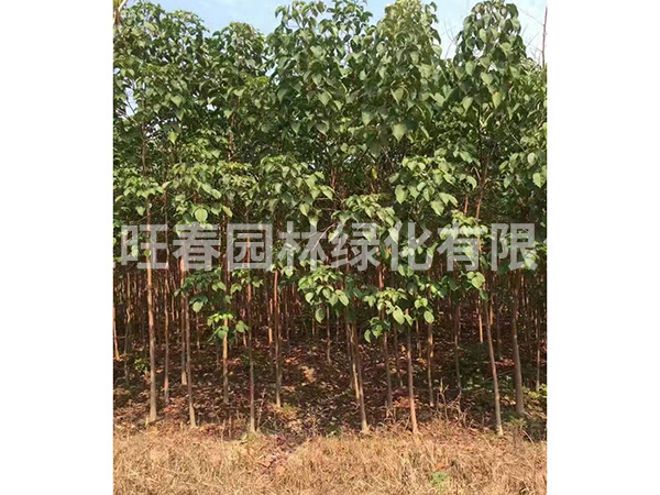 重陽木